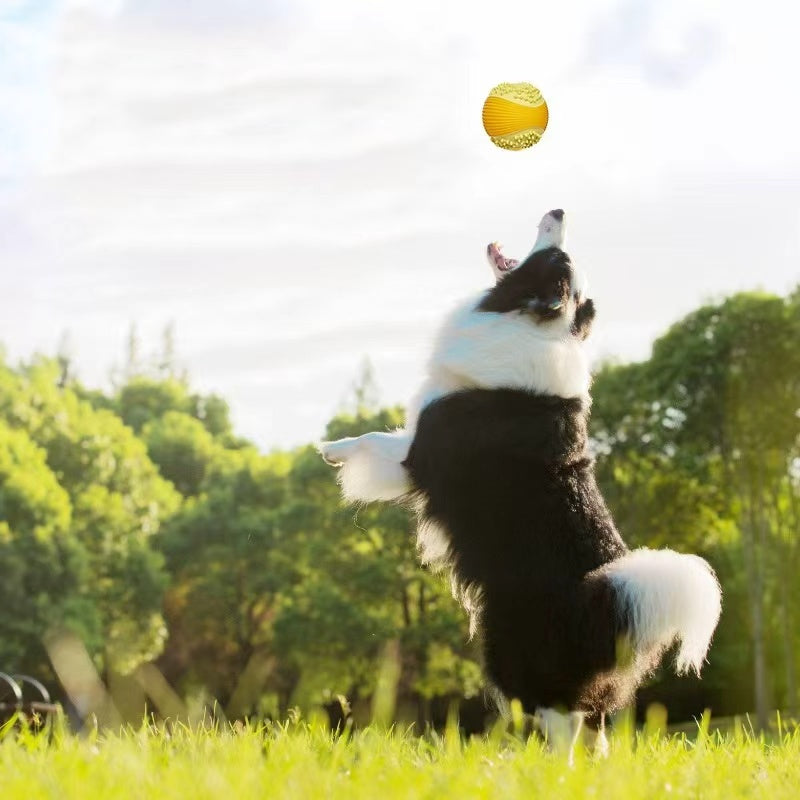 Squeaky Rugby Dog Toy