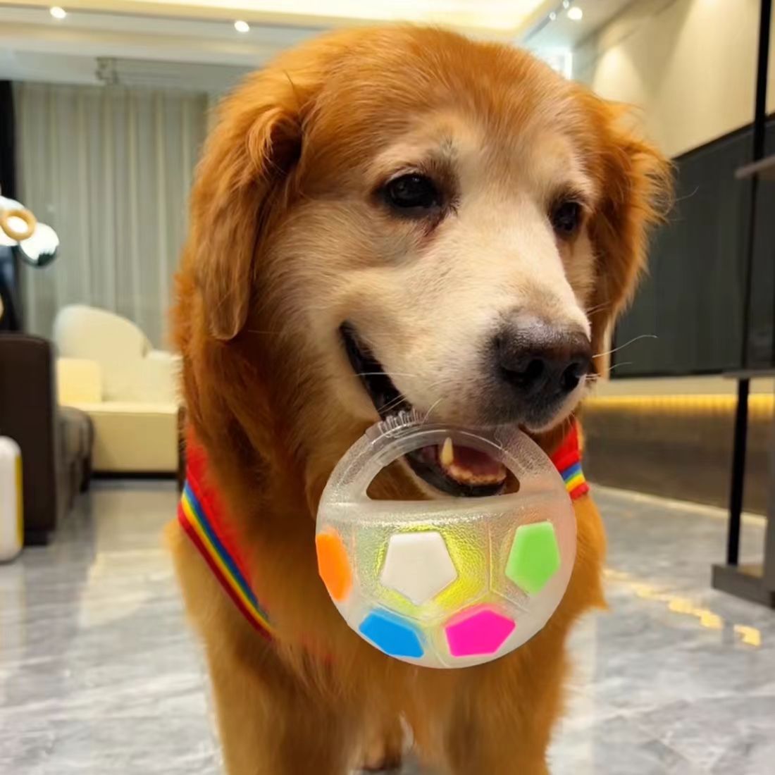 Dog interactive football toys