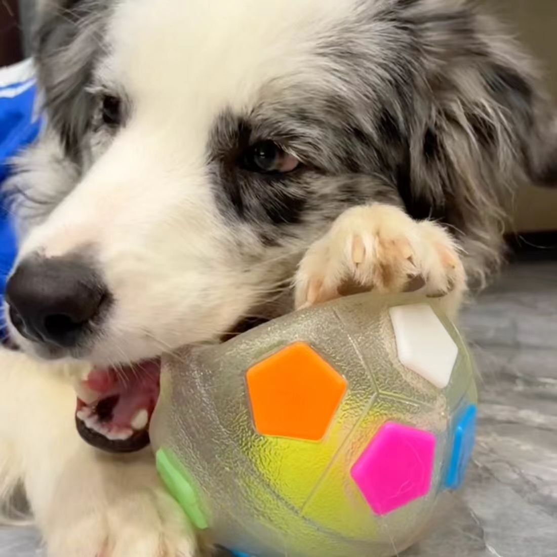 Dog interactive football toys